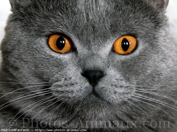 Photo de British shorthair