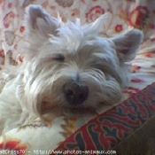 Photo de West highland white terrier