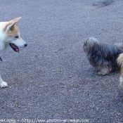 Photo de Races diffrentes