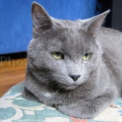 Photo de Chartreux