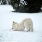 Photo de Berger blanc suisse