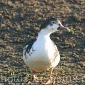 Photo de Canard