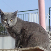 Photo de Chat domestique