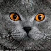 Photo de British shorthair