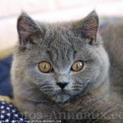 Photo de British shorthair