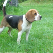 Photo de Beagle