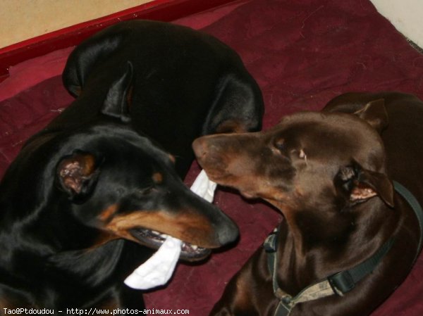 Photo de Dobermann