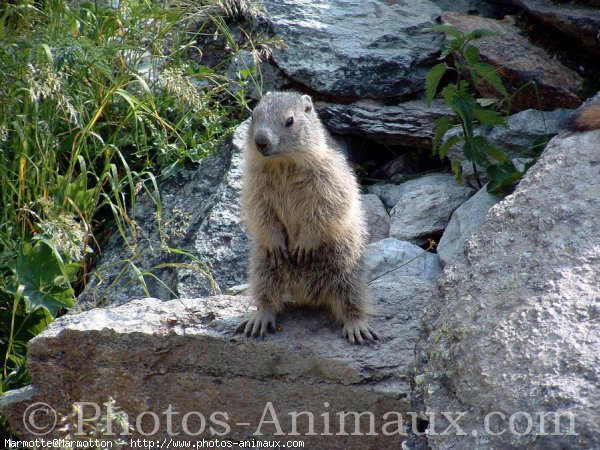 Photo de Marmotte