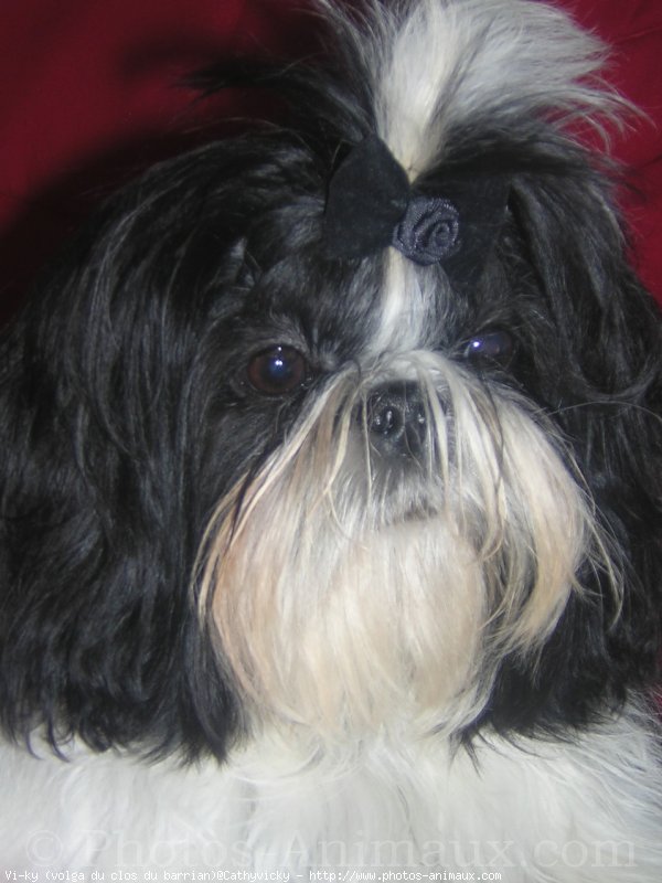 Photo de Shih tzu