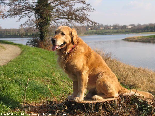 Photo de Golden retriever