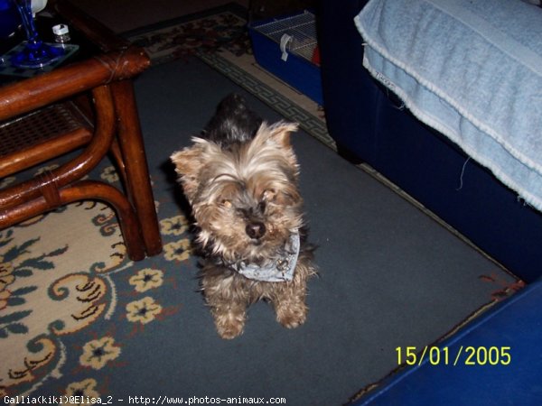 Photo de Yorkshire terrier