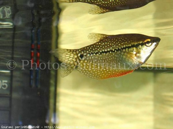 Photo de Poissons exotiques