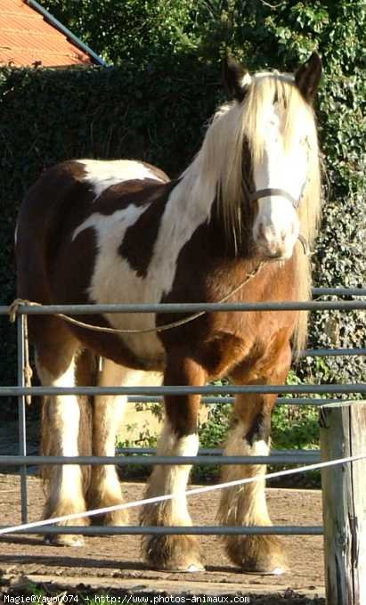 Photo de Trakehner