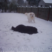 Photo de Chien de montagne des pyrnes