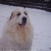 Photo de Chien de montagne des pyrnes