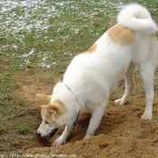 Photo d'Akita inu