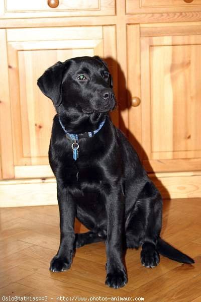 Photo de Labrador retriever