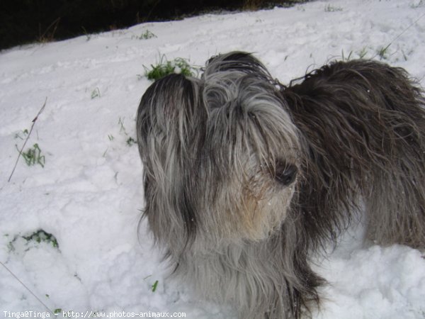 Photo de Chien de berger des pyrenes  poil long