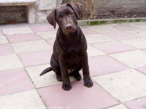 Photo de Labrador retriever