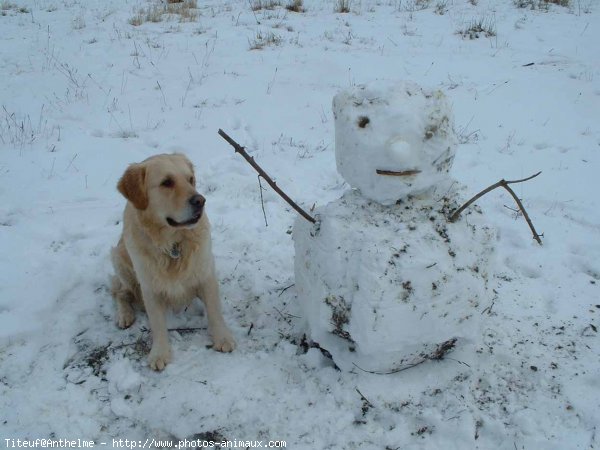 Photo de Golden retriever