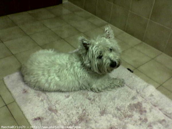 Photo de West highland white terrier