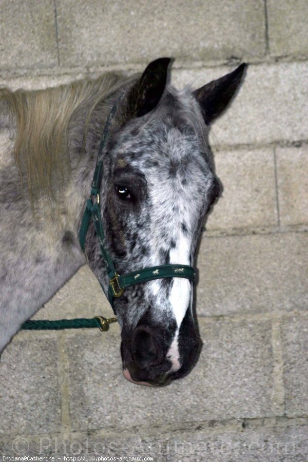 Photo d'Appaloosa