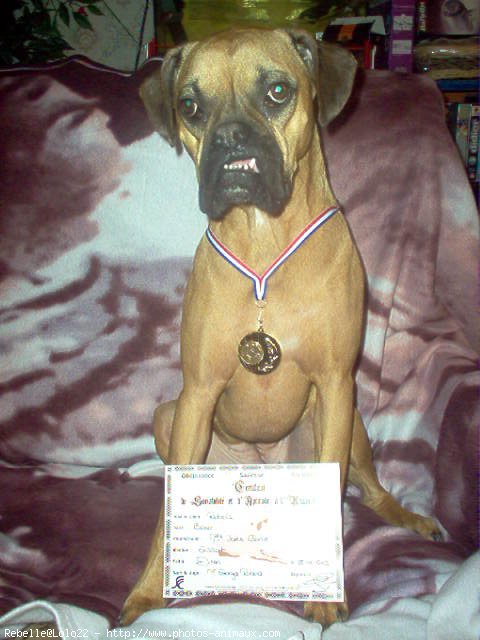 Photo de Boxer