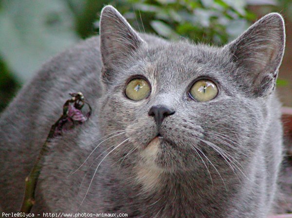 Photo de Chat domestique