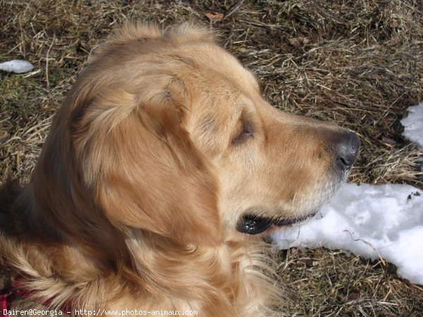 Photo de Golden retriever