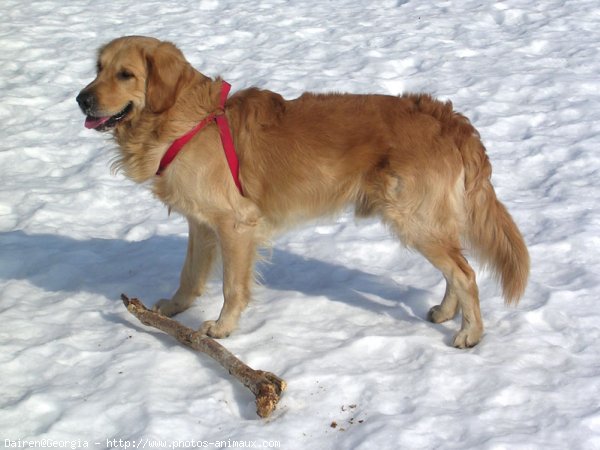 Photo de Golden retriever