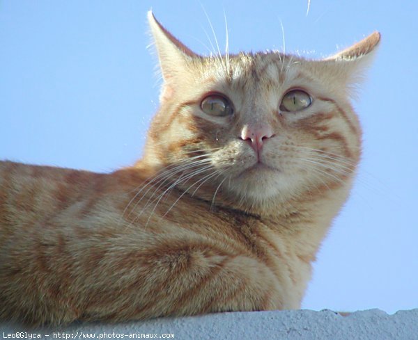 Photo de Chat domestique