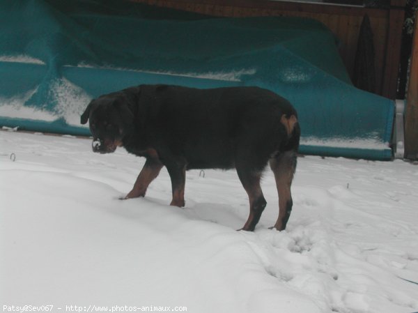 Photo de Rottweiler