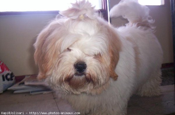 Photo de Lhassa apso