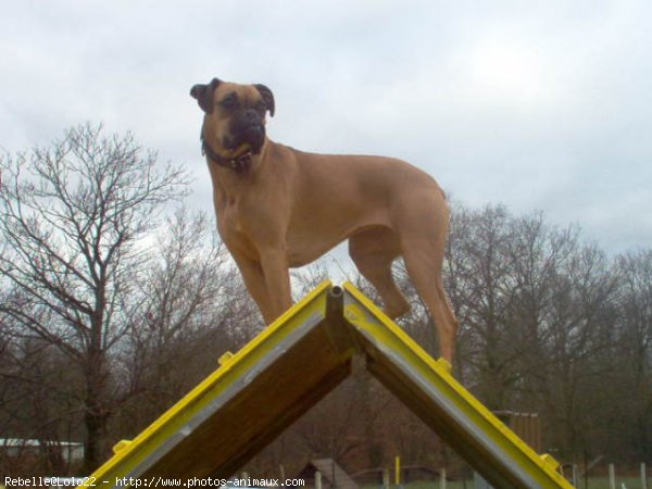 Photo de Boxer