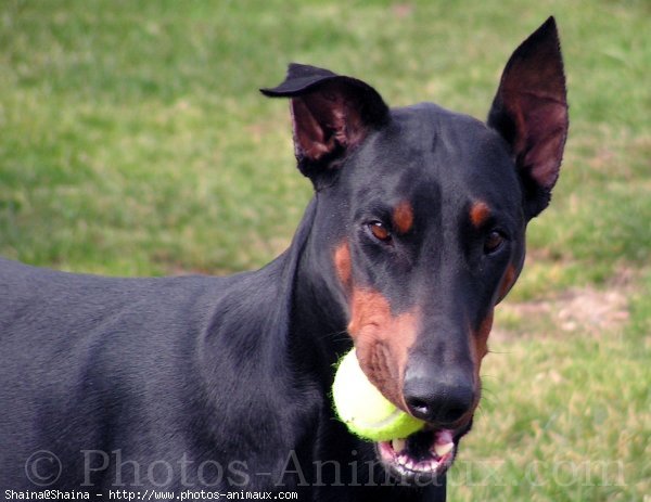 Photo de Dobermann