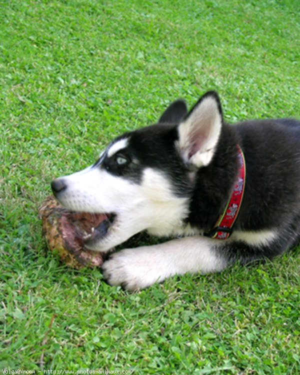 Photo de Husky siberien