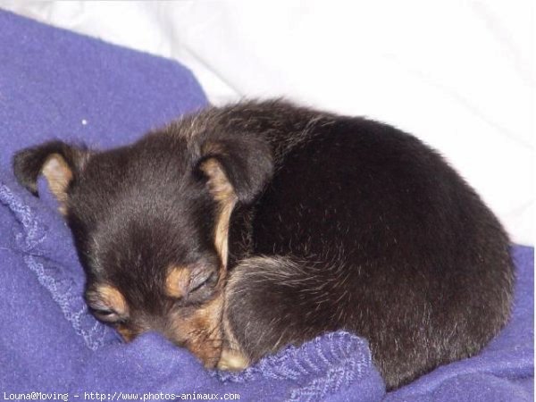 Photo de Pinscher nain