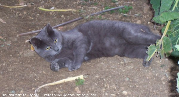 Photo de Chat domestique