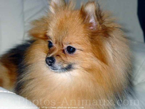 Photo de Spitz moyen