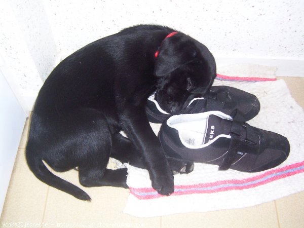 Photo de Labrador retriever