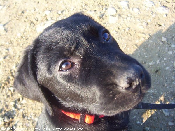 Photo de Labrador retriever