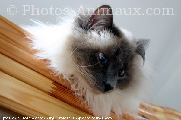 Photo de Sacr de birmanie