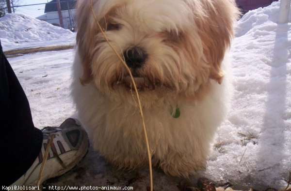 Photo de Lhassa apso