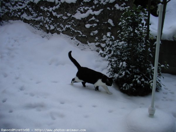 Photo de Chat domestique