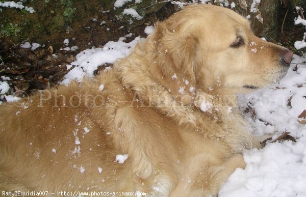 Photo de Golden retriever