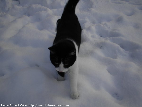 Photo de Chat domestique