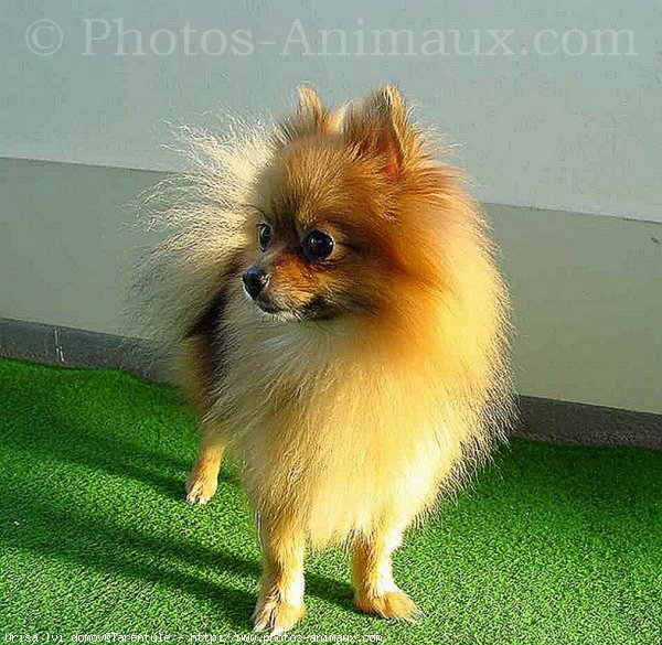 Photo de Spitz moyen