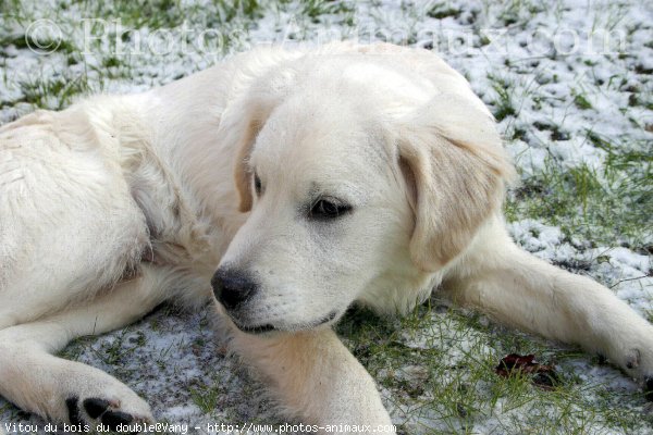 Photo de Golden retriever