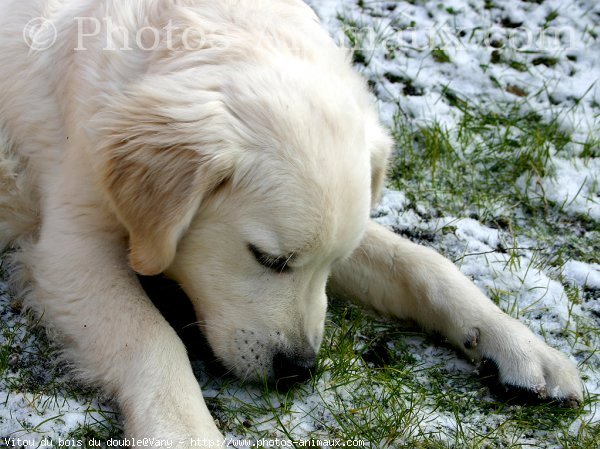 Photo de Golden retriever