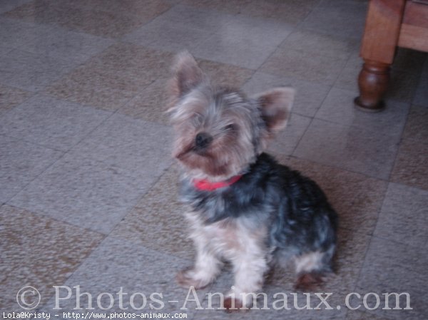 Photo de Yorkshire terrier